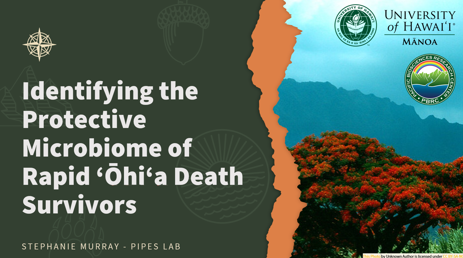 Rapid ‘Ōhi‘a Death microbiome project preview